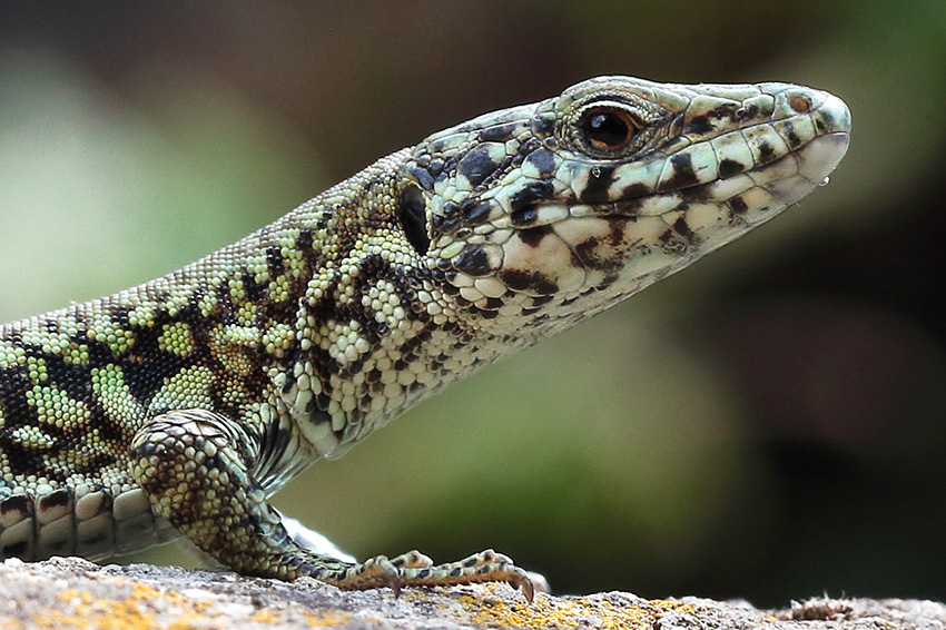 Podarcis muralis